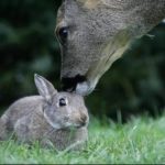 Disney in real life: Bambi and Thumper