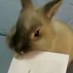 Bunny letter opener