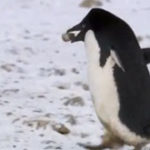 Pinguinul hotoman