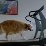 The Dog Strikes Back: 2012 Volkswagen Game Day Commercial 