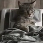 O pisica stresata primeste un masaj binemeritat