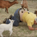 Goat-back-massage