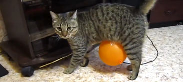 Pisica, balonul si incarcarea electrostatica
