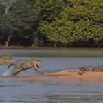 Jaguar vs. crocodil