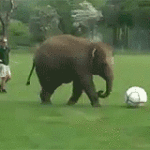 elefant fotbal