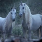 Canal+ ne explica cum au disparut unicornii