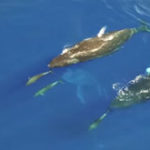 Balene cu cocoasa in Hawaii