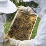 Participa la un curs apicultor si invata sa comunici cu albinele